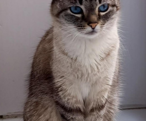 Нашлась кошка с яркими голубыми глазами 