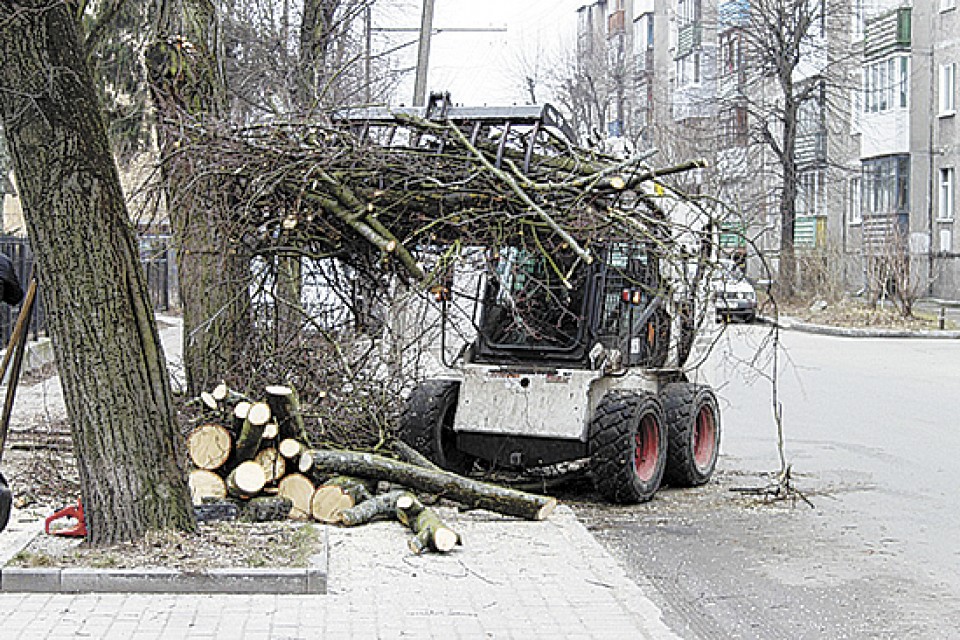 В Калининграде спилят погибшие деревья
