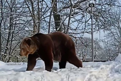Медведь никак не впадет в зимнюю спячку