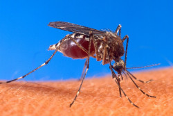 В месте укуса комара выросла красная шишка