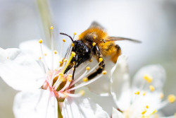 Опасно ли излучение от вышек сотового оператора для пчел