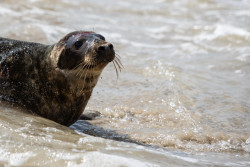 Зоопарк не сможет  помогать диким  тюленятам