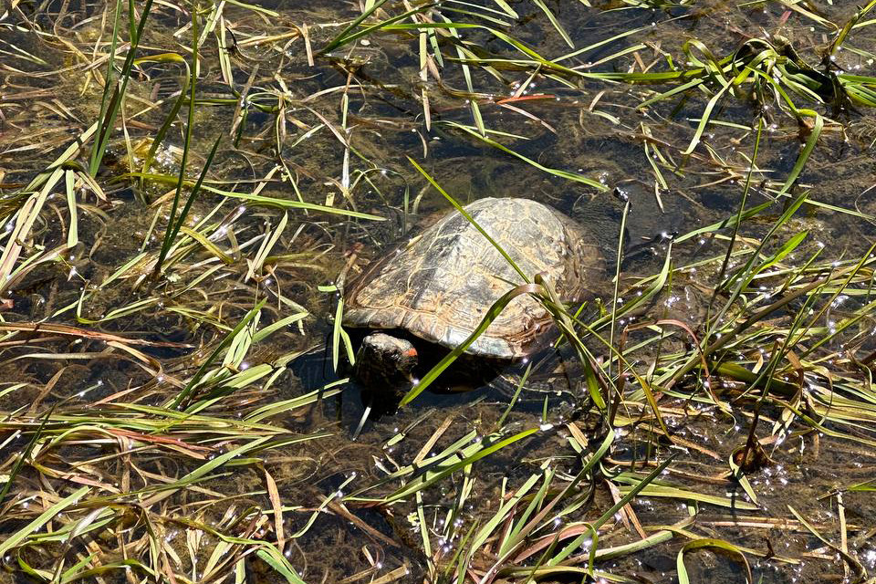 В пруду живет большая черепаха