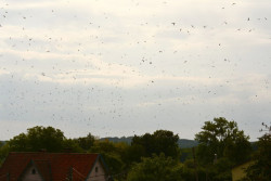 В небе кружили сотни птиц