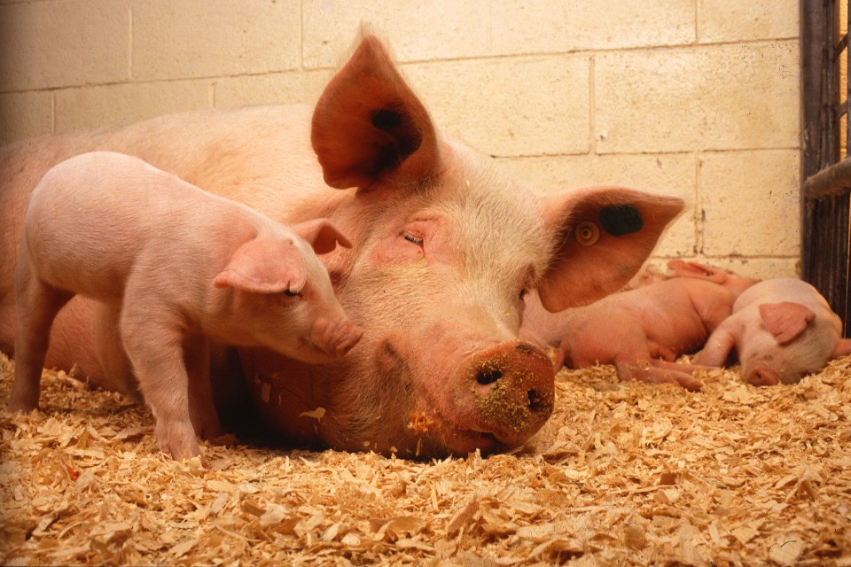 Африканская чума свиней расползается по области