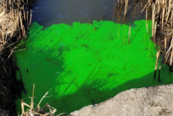 Зеленая вода 