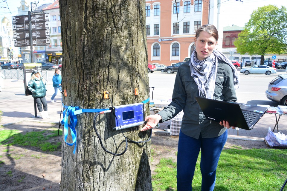 Судьбу деревьев Калининграда  будет решать томограф