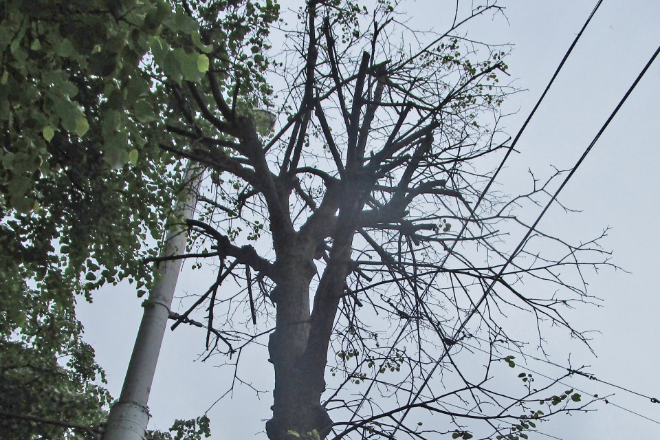 На Ленинском проспекте  вырубят почти 50 деревьев