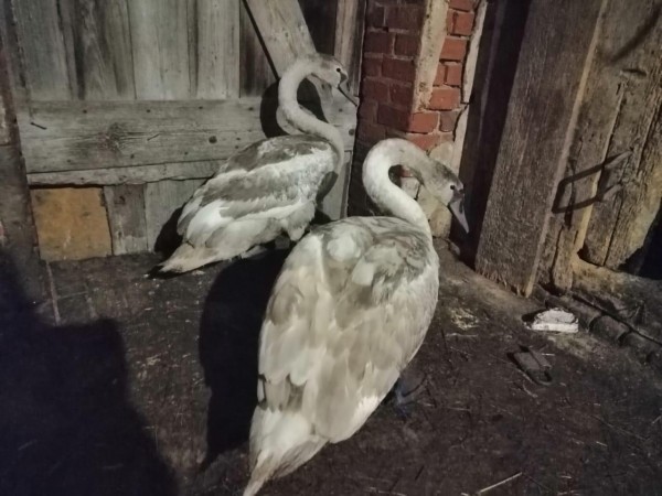 Семья Сафроновых спасает умирающих лебедей 