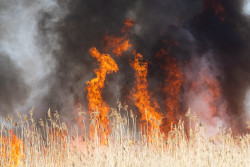 Что грозит за палы травы и нарушение противопожарного режима