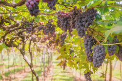 Климат позволяет выращивать виноград