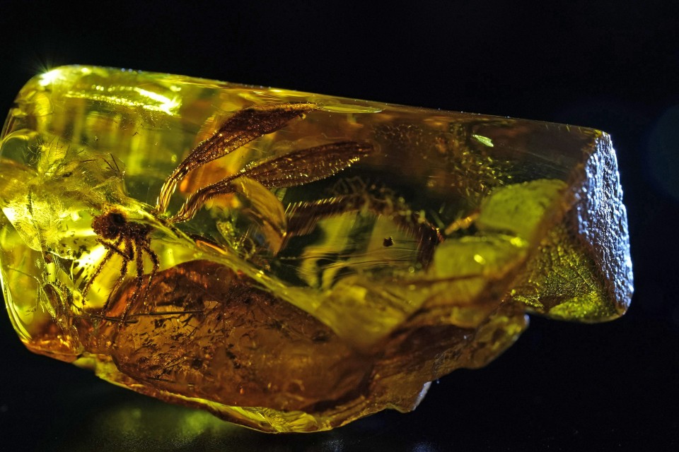 На комбинате нашли янтарь со стрекозой возрастом 50 млн лет