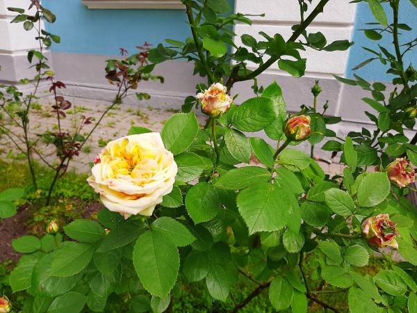 Как вырастить бобовник  с мотыльковыми цветами  и что любят розы