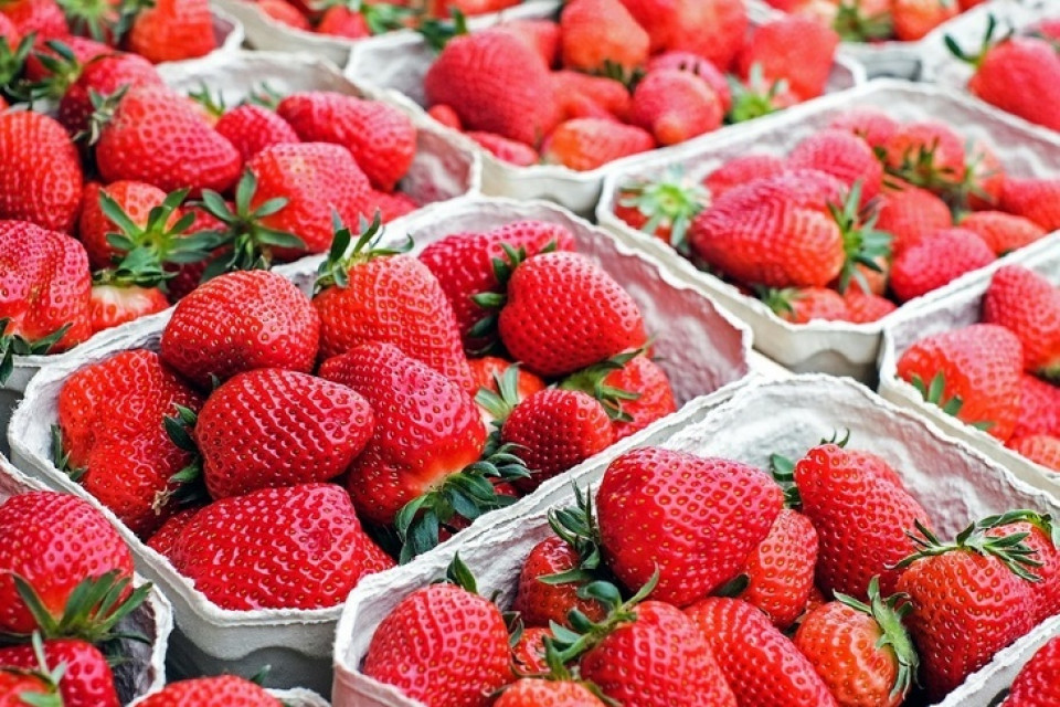 При шоковой заморозке ягоды  сохраняют ценность