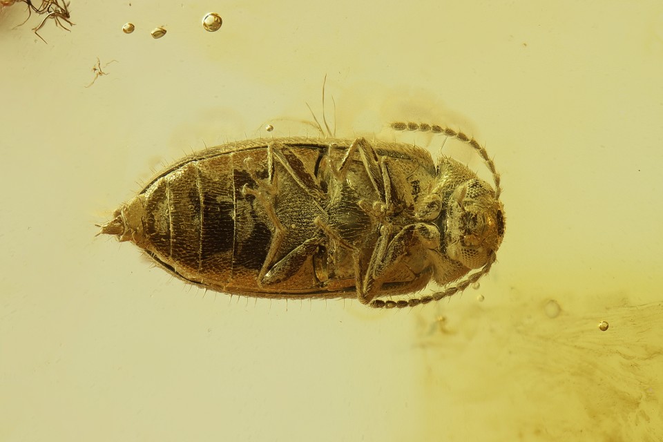 Ученые открыли новый вид  жука-тенелюба